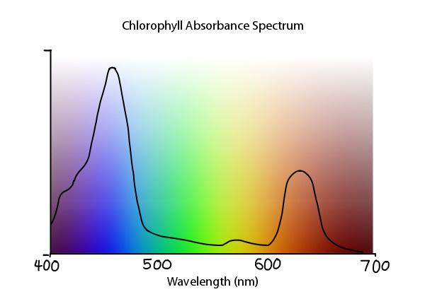 Chlorophyll ><
