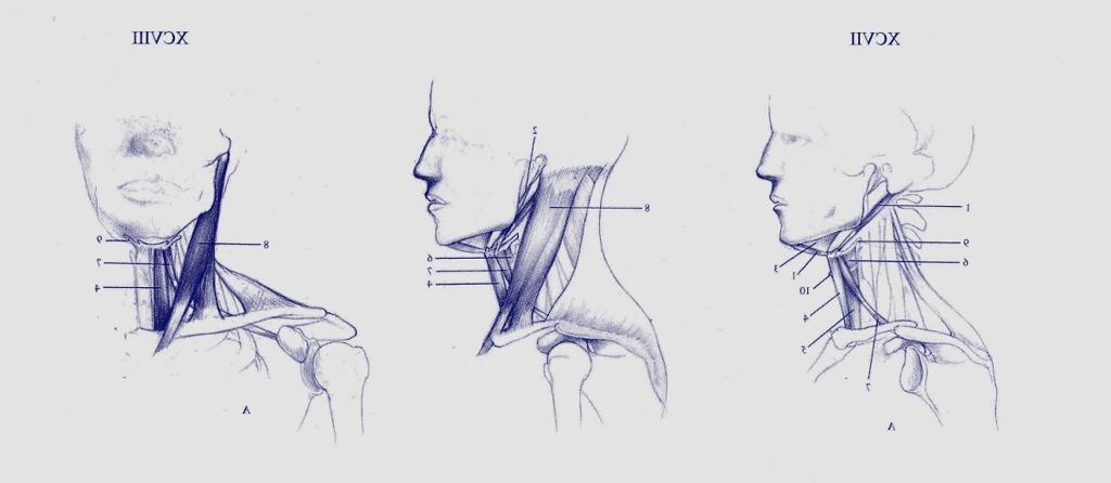 Head and Shoulders Ortho Views ><